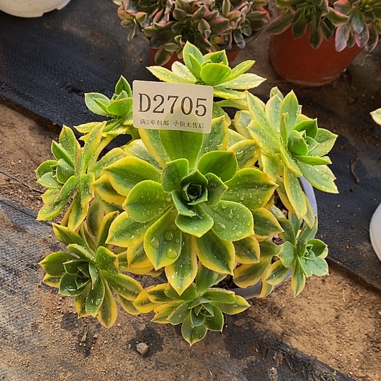 2705星爆多肉法师锦