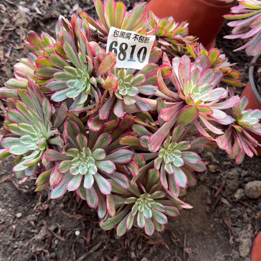 用***4法师紫霞6810 19-12