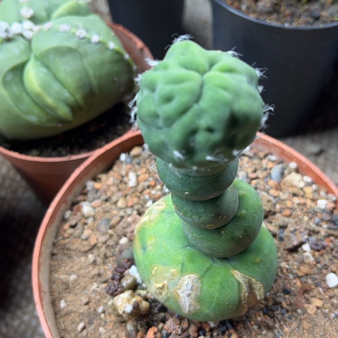 用***7无花朵短忙完实话，实生根一颗