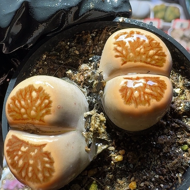 生石花3:：：：。  108号