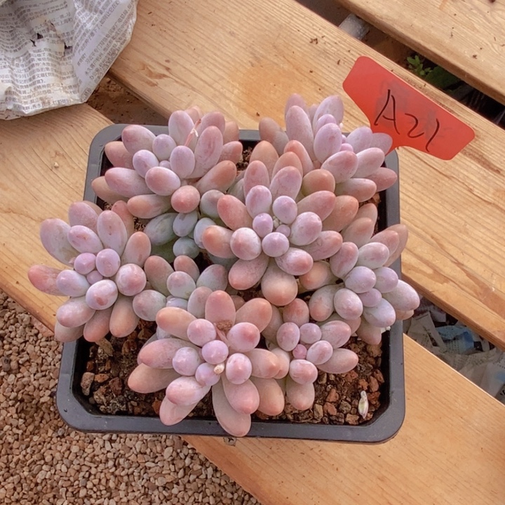 花***主我都想睡咯诶你在