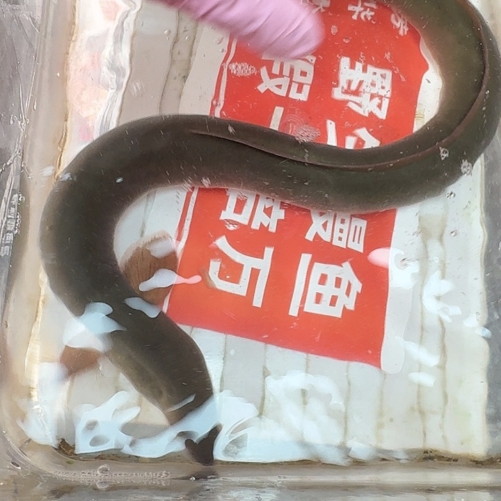 野生鳗鱼包活到家