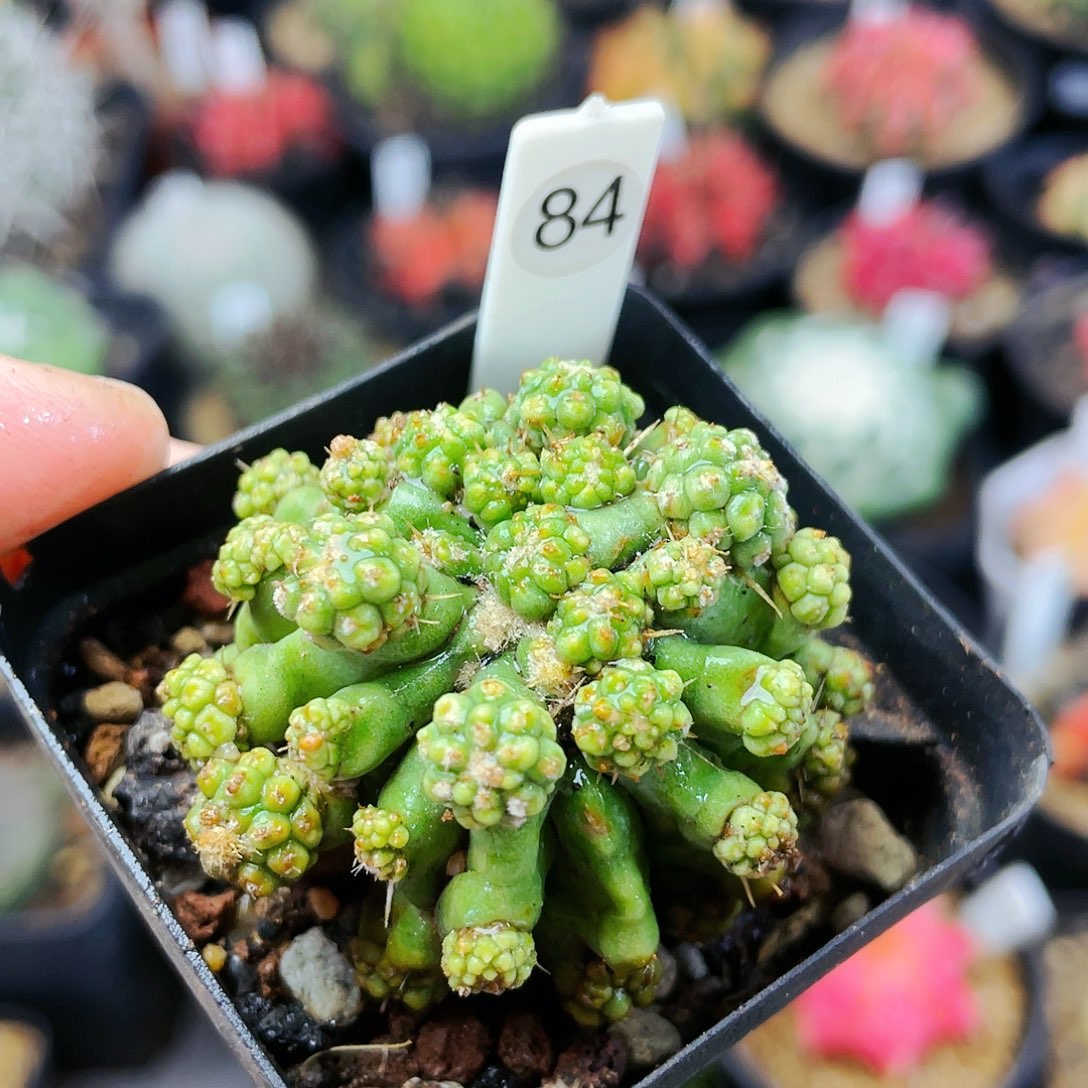 非偏远地区满25包邮发货仙人球