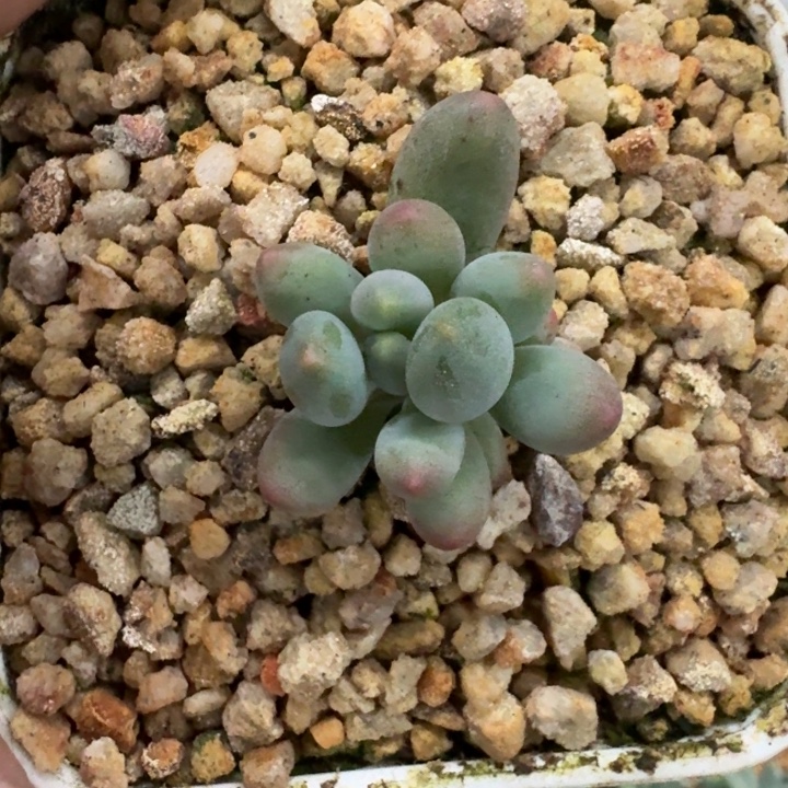 弗拉布 单头 一物一拍