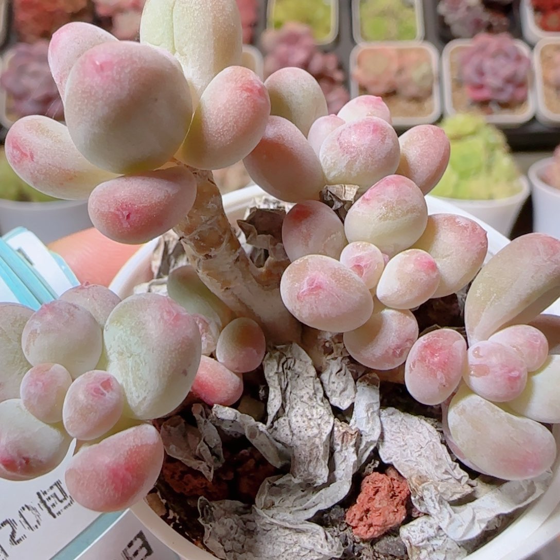 话多肉肉1205-144苹果奶