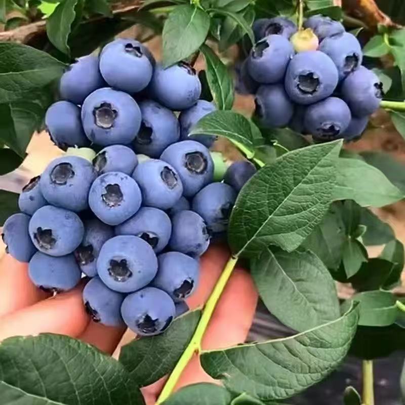 【带花带果】蓝莓果树苗 云南基地发货 一物一拍 盆栽地栽