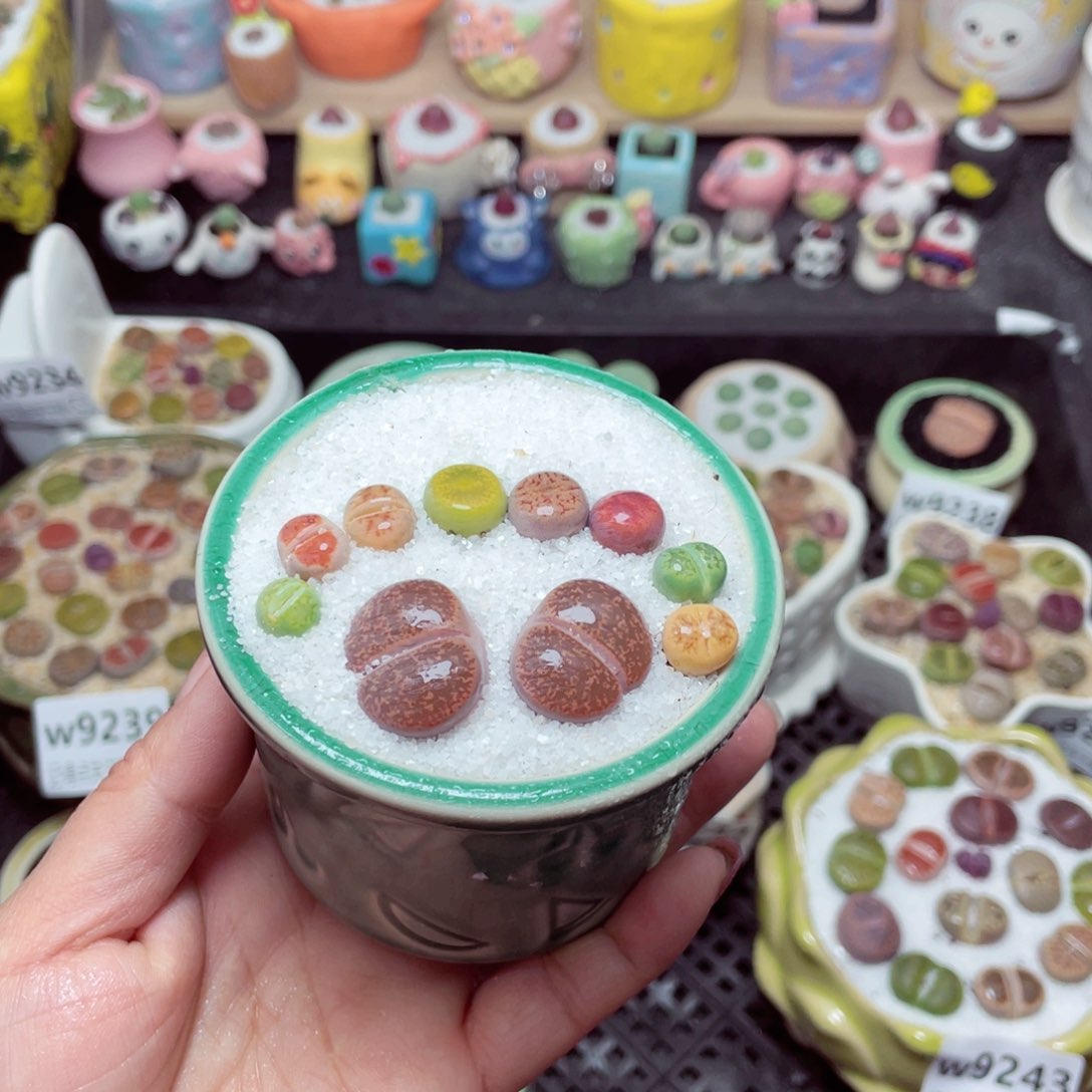 w9248 带盆土发货-零下地区拍保温箱