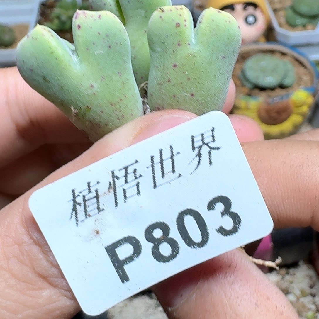 803盒多肉植物哇c v