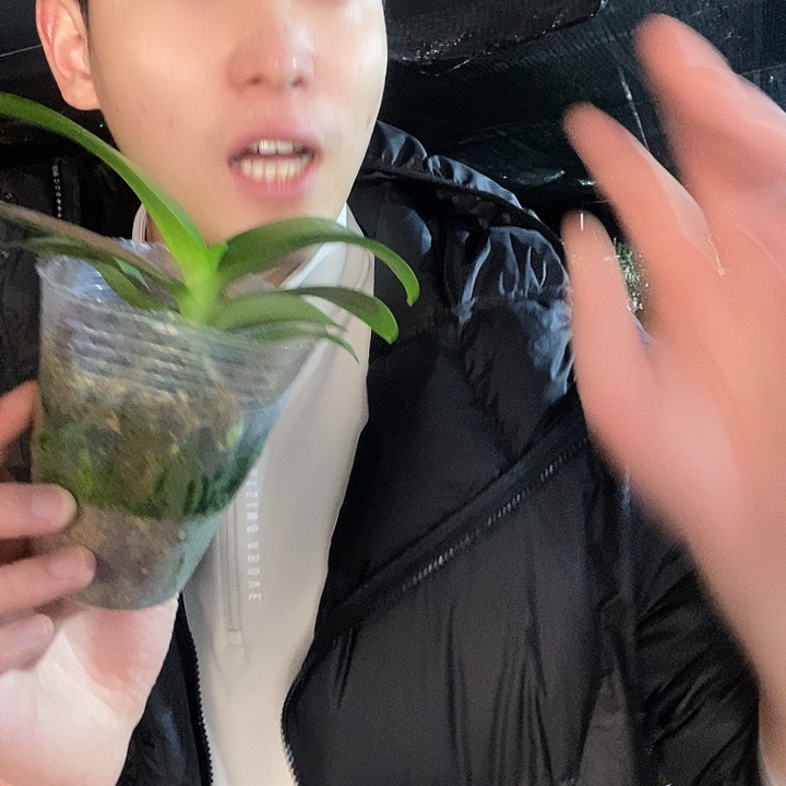 无花朵夏日黑莓蝴蝶兰