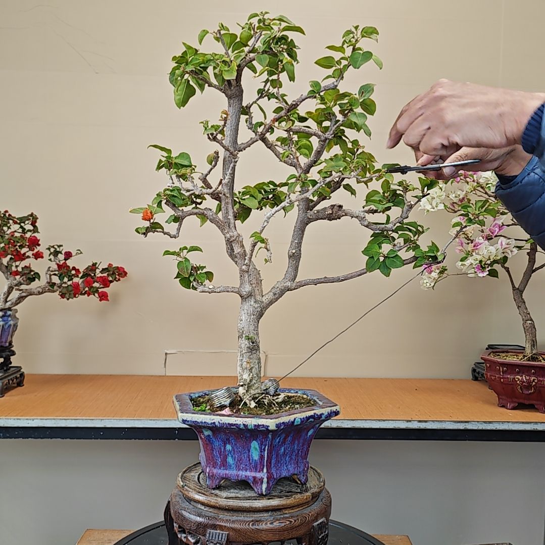 V***7无花朵绿叶橙三角梅盆景