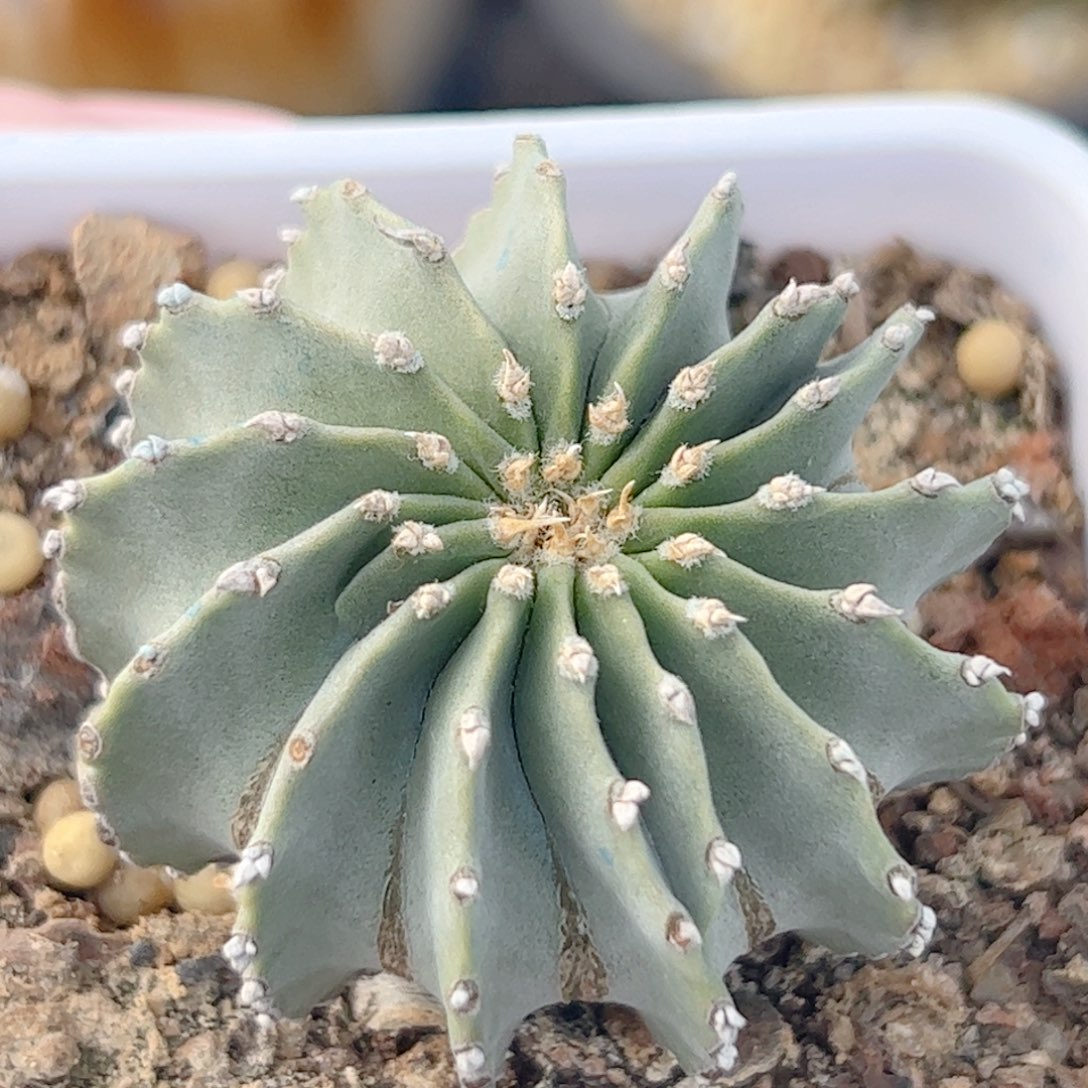 实生 薄叶花笼仙人球