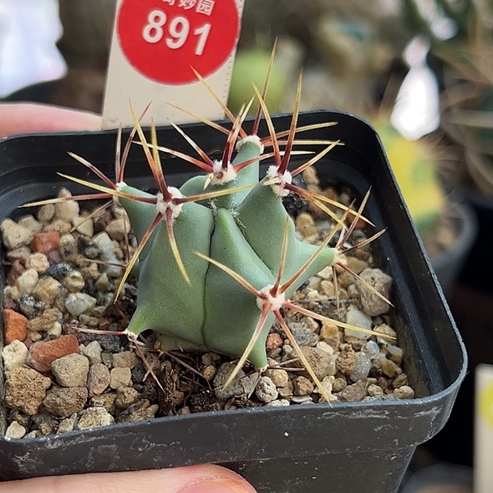 实生花刺春楼一棵