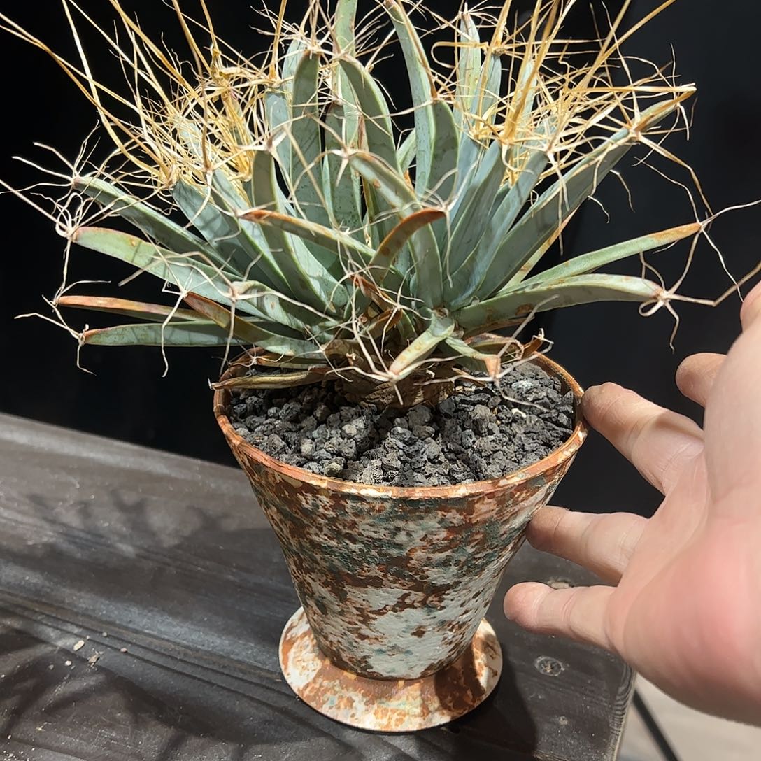 乌***黑双头老光山6666888