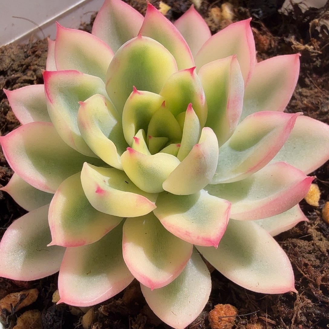 新圣骑兵锦，多肉植物