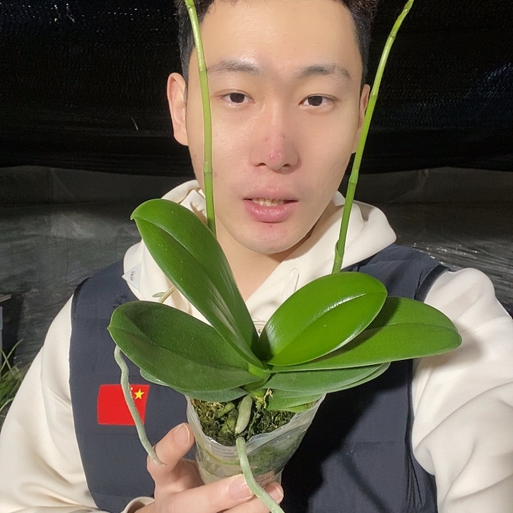 无花朵白天鹅双花剑
