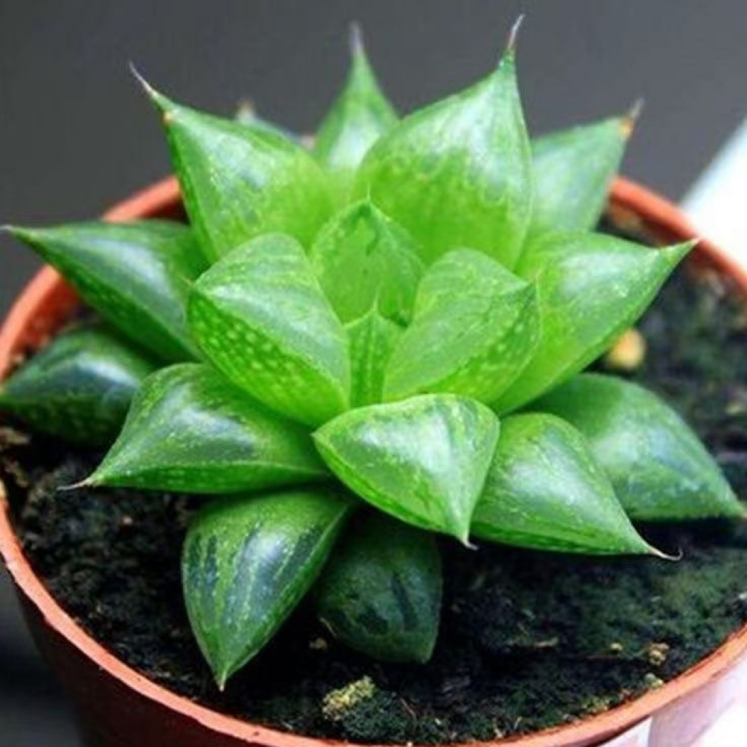 玉露寿多肉植物盆栽室内绿植花卉新手好养易活