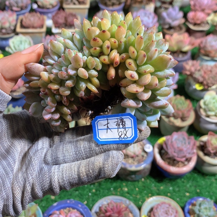大***橘大橘        1花       
