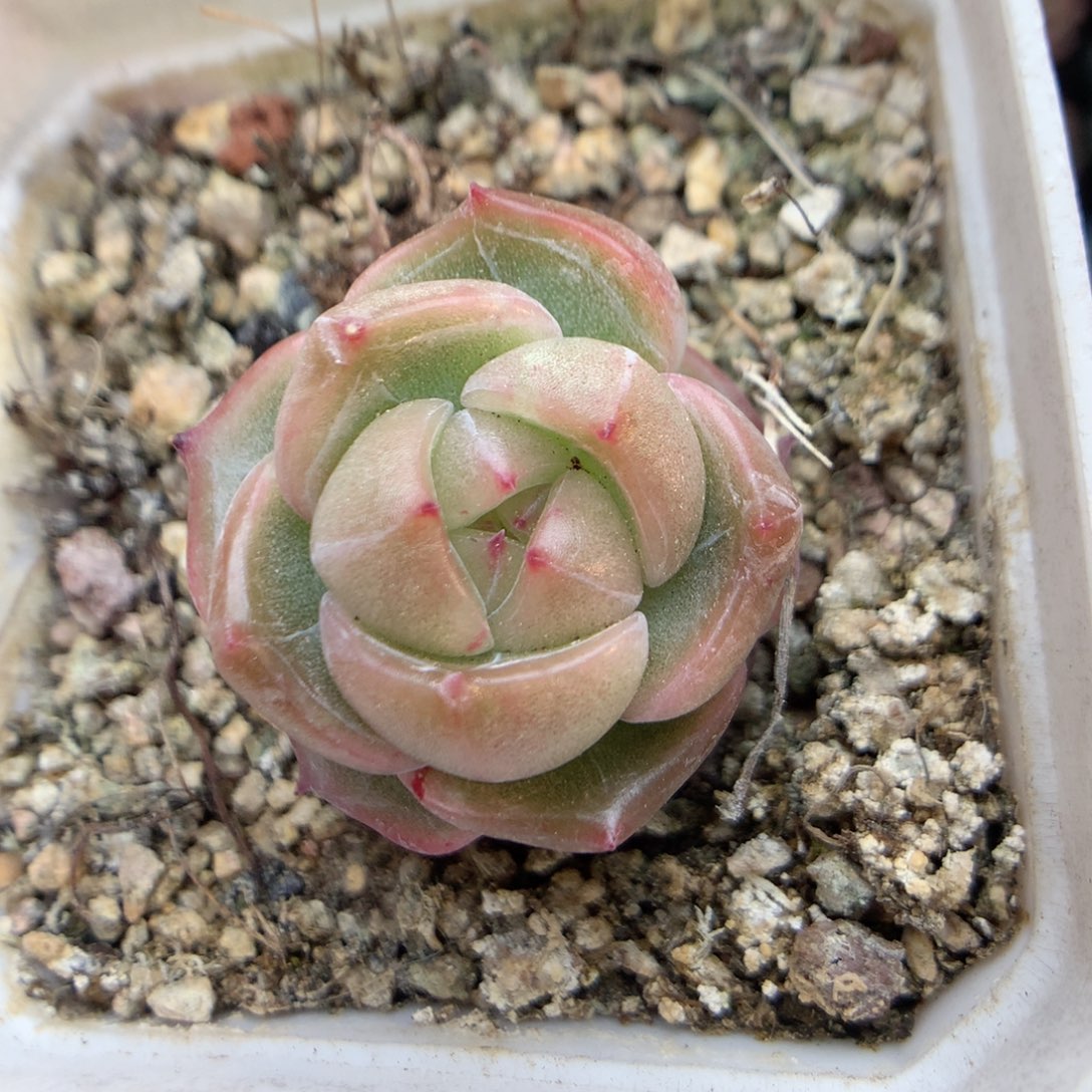 Q161 ，20包邮两天凑单