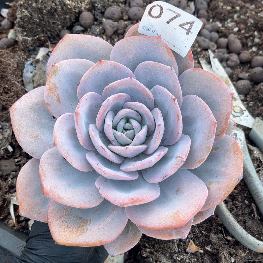 074号新疆西藏内蒙古不包邮的