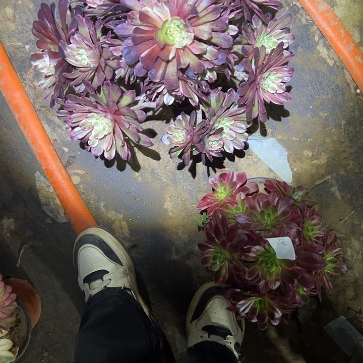 多肉法师植物链接172