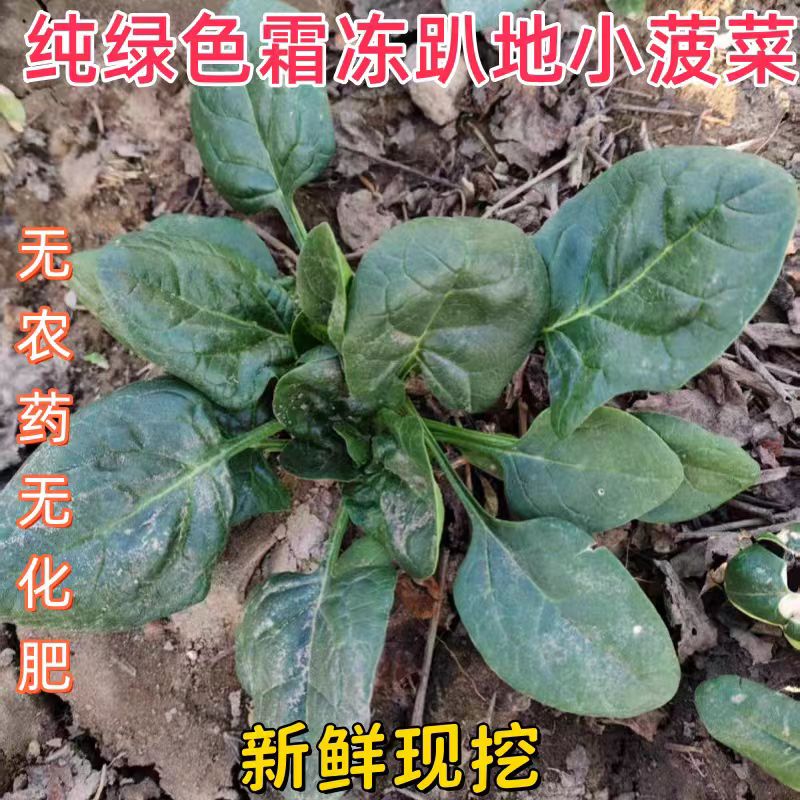 河南新鲜本地霜冻菠菜现挖发露天趴地蔬菜农家绿色无农药化肥红根