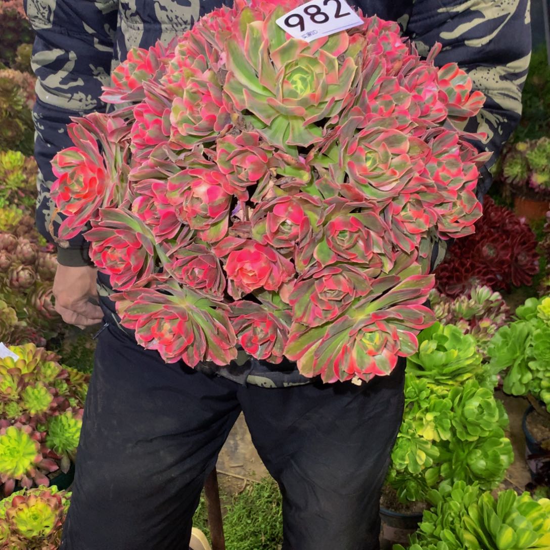 ?***?法师多肉植物982
