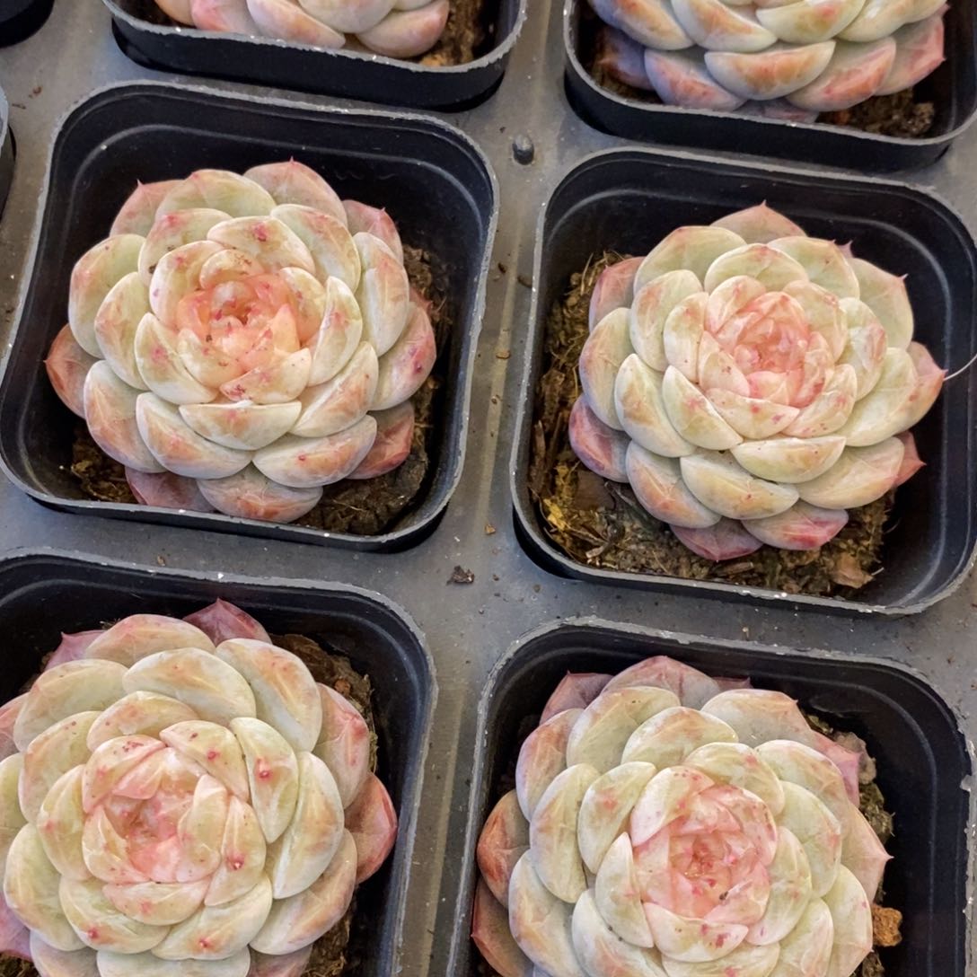 163。粉雾糖心。单头。