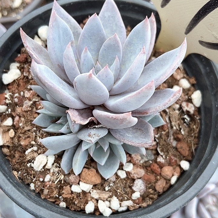 ****࿐多肉植物青贵1773多肉