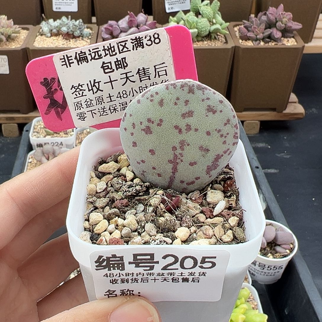 205变量多肉植物
