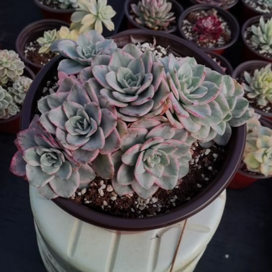 奶油黄桃白覆轮锦群（没有长根）