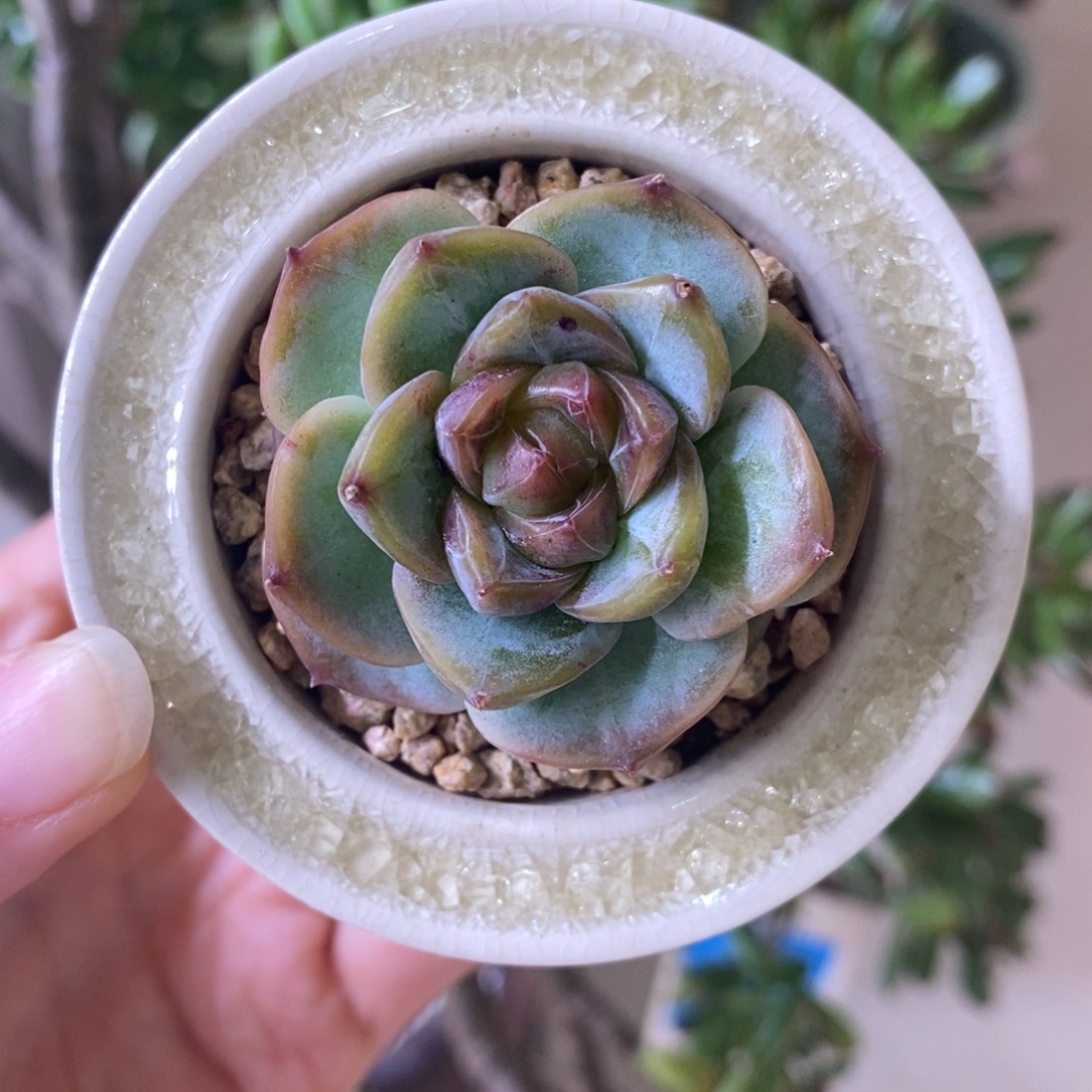 一物一拍所见所得带盆土发货