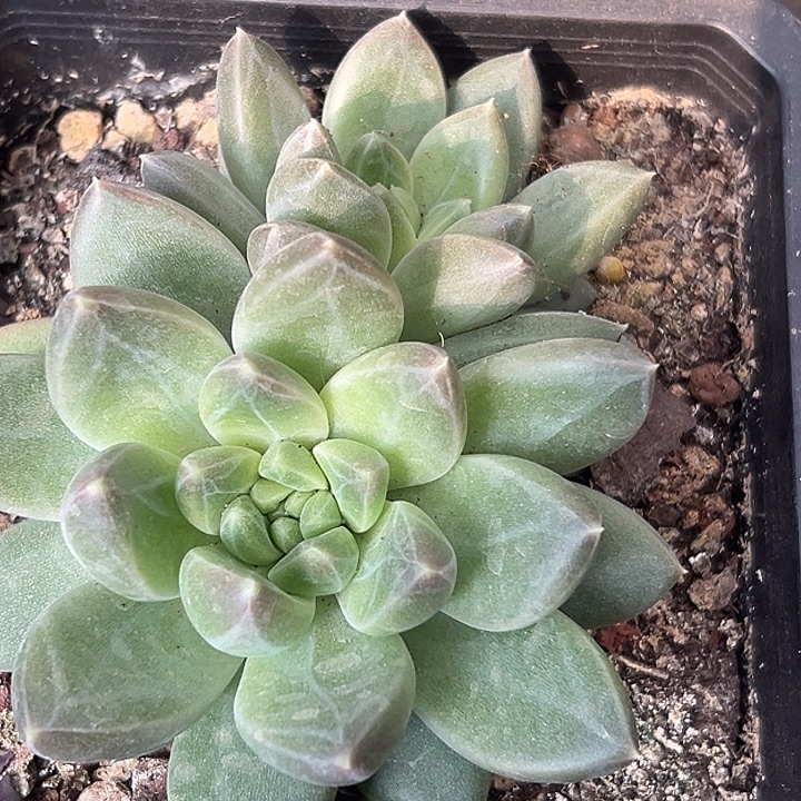 美人大群特价一物一拍