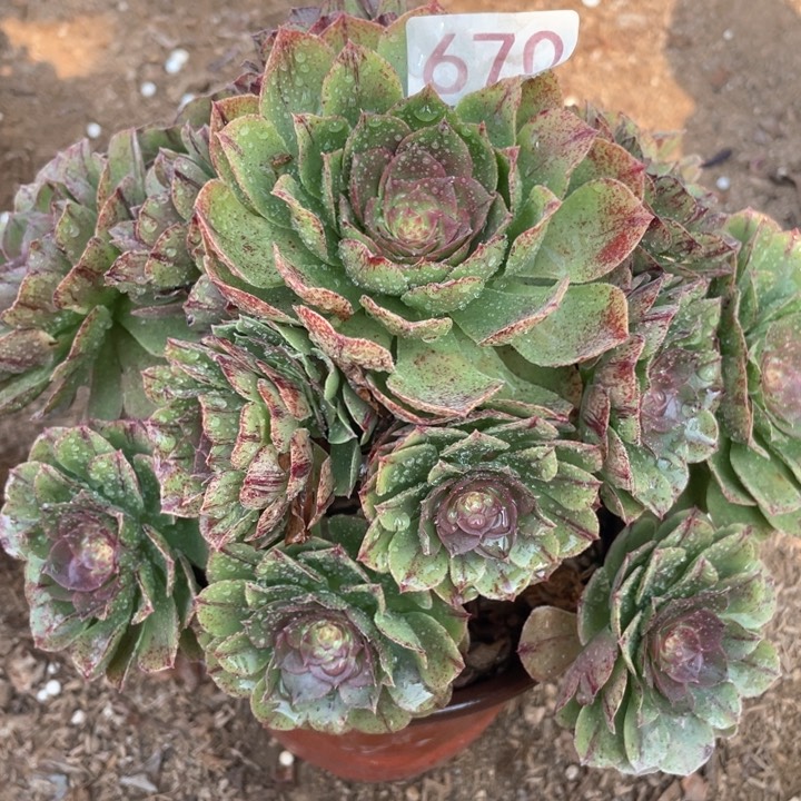 670多肉植物万拉丝