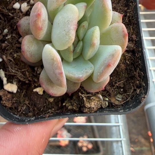 174红恋缀一物一拍多肉