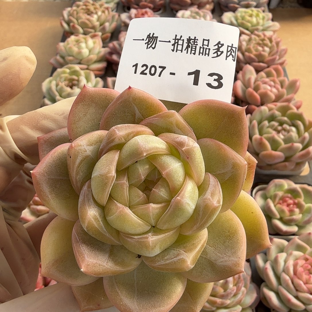 1207-13多肉一物一拍