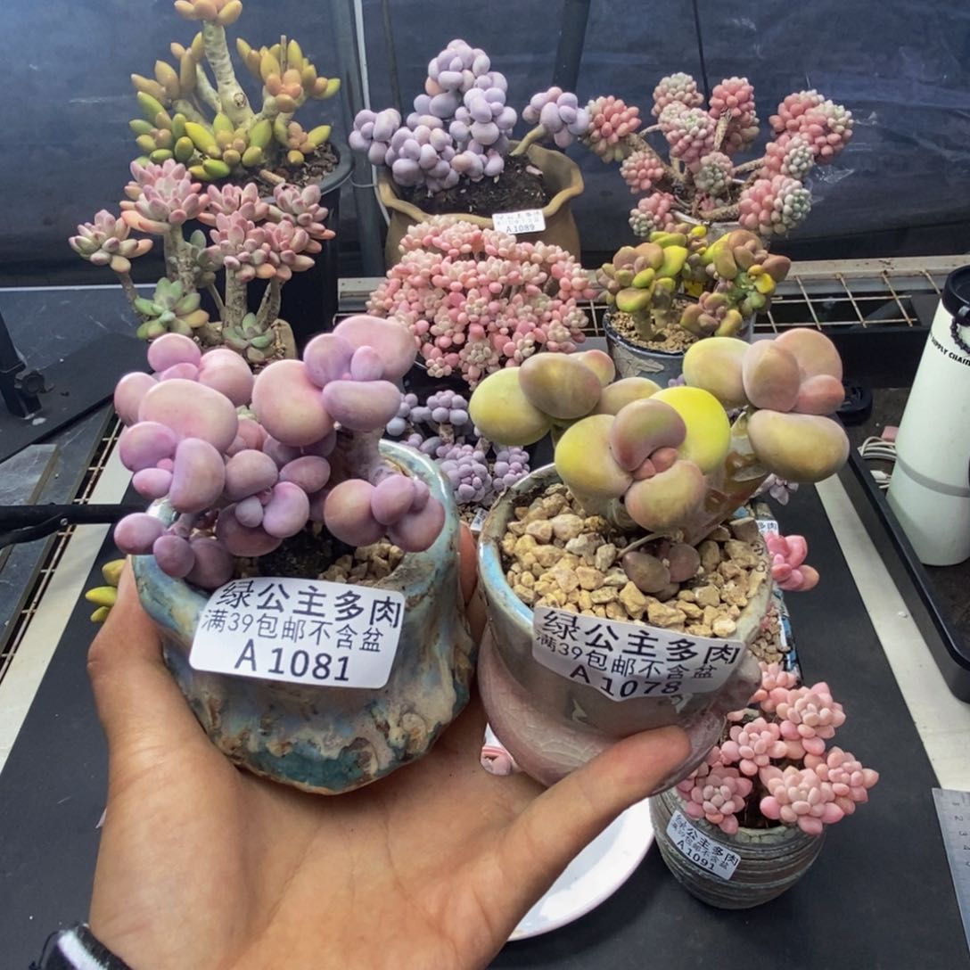 妖****?081腰子桃蛋078芒果奶kk奶两颗