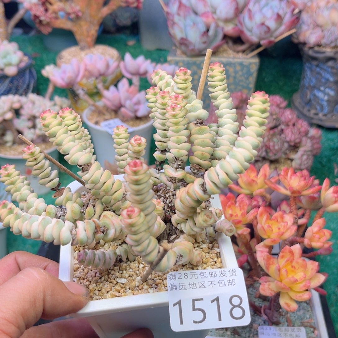 大1518h j j j j j