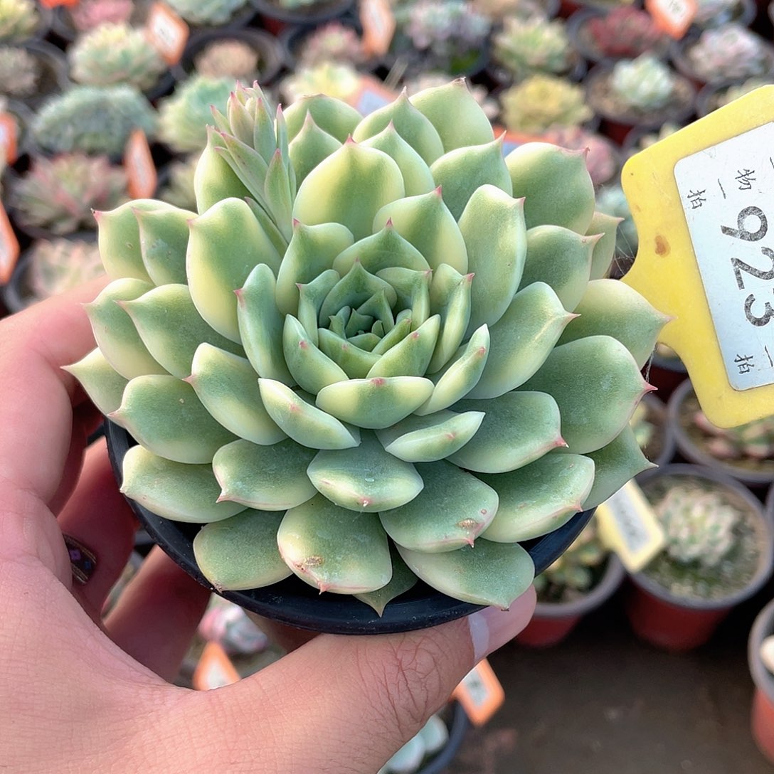 艾丽卡锦923号多肉