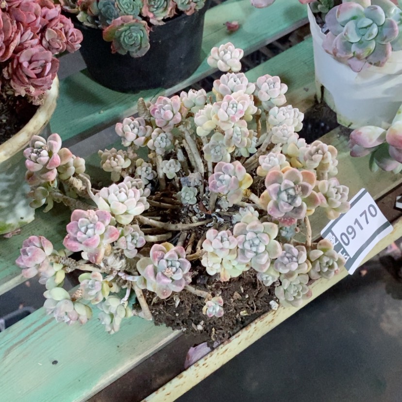 【闪购商品】丸叶姬秋丽09170