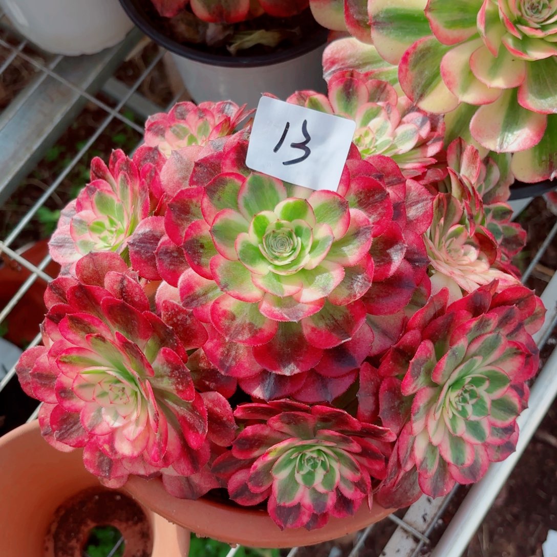 一物一拍多肉法师13