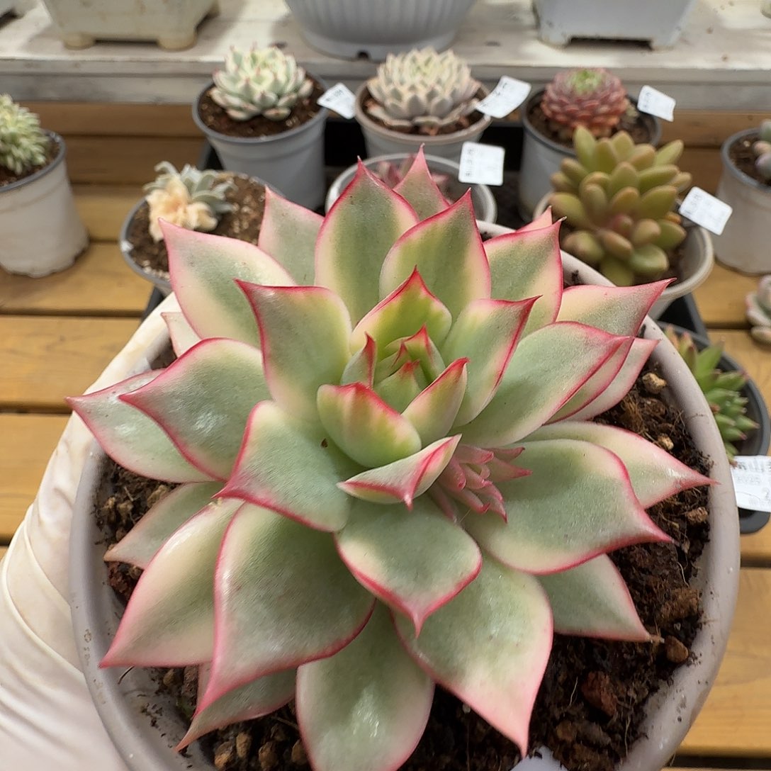 宝莲灯锦1111225-32