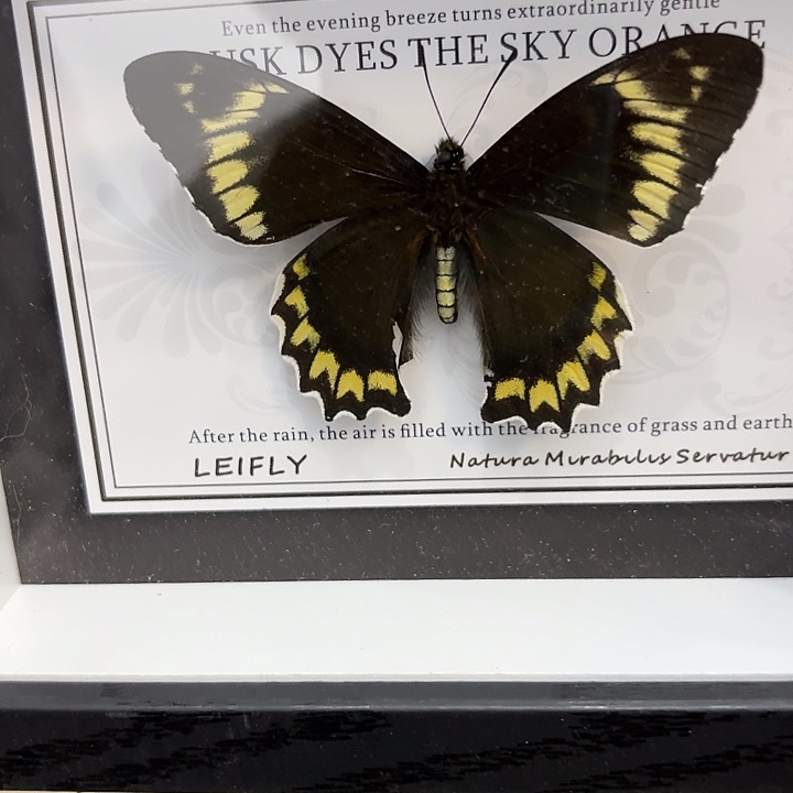 水***淋蝴蝶标本定制322@