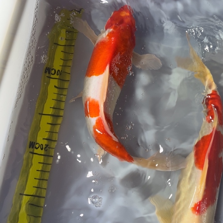 锦鲤锦鲤红白红白