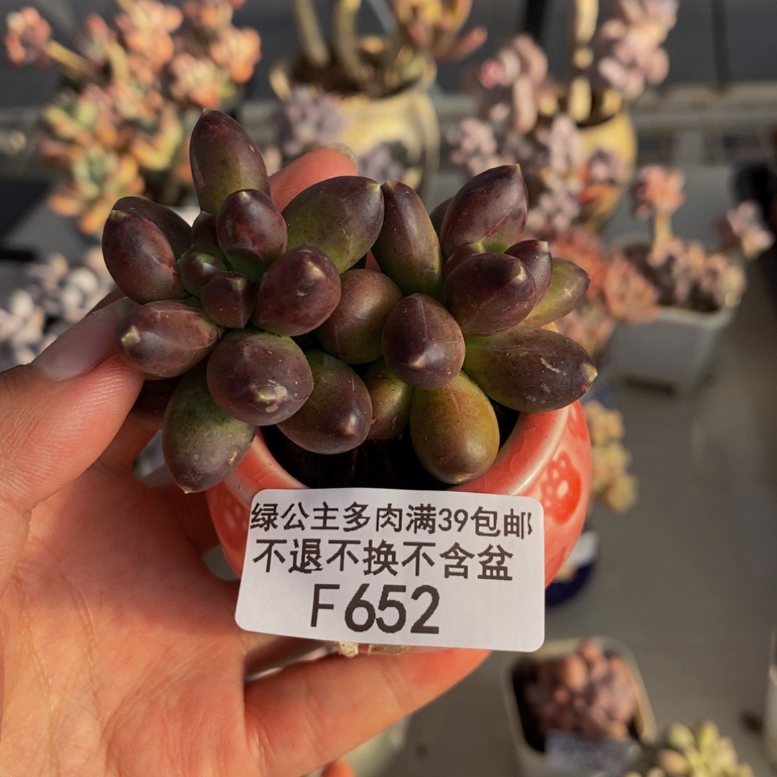 652香蕉树轻微掉叶