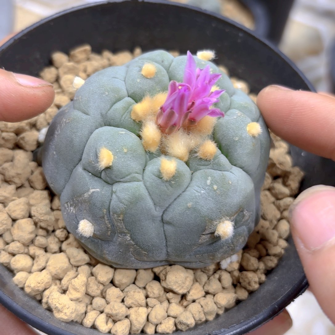 仲永型大尤G g g g g