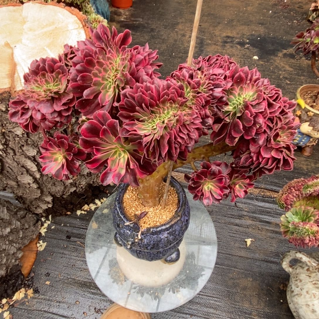 无花朵美杜莎缀化