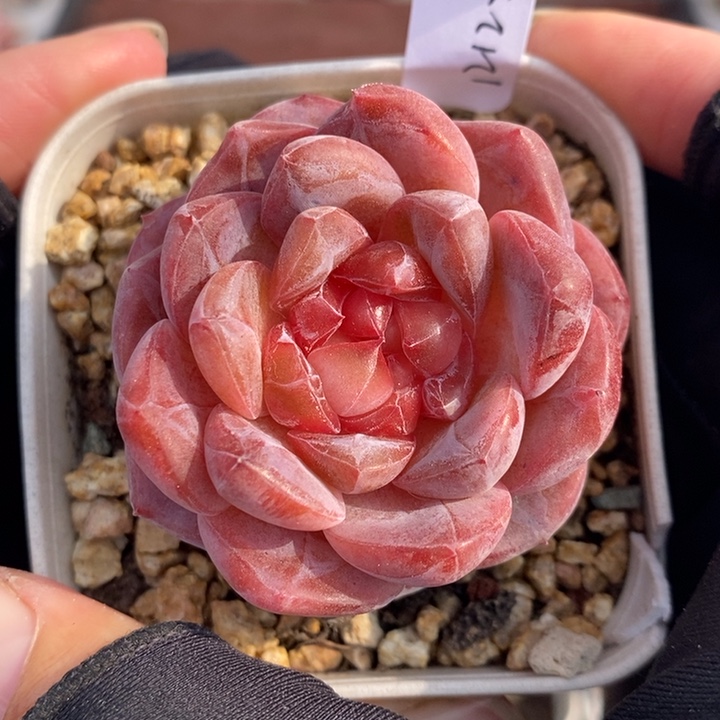 1212-522，粉魄多肉