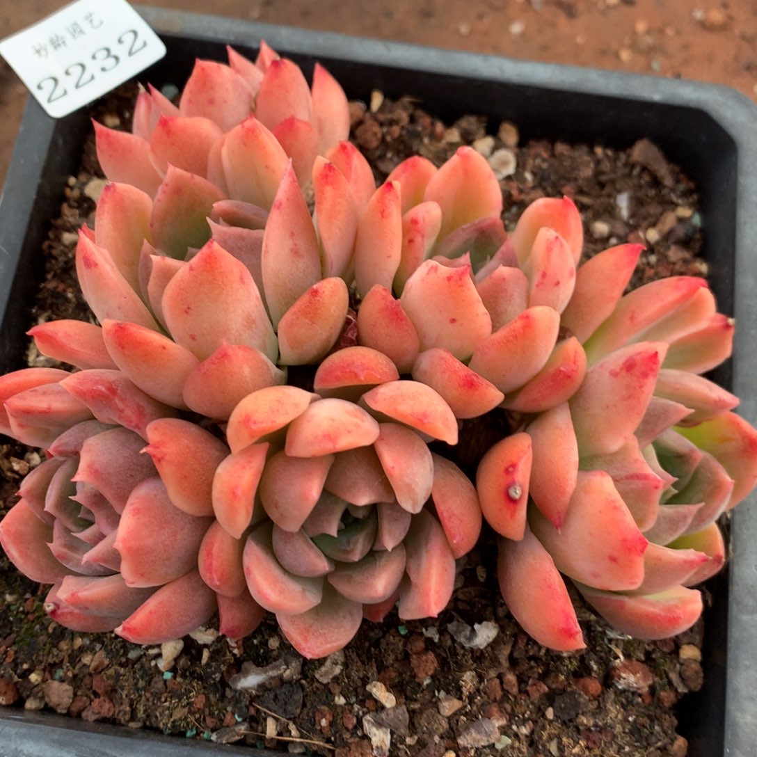 2232新年快乐发发发