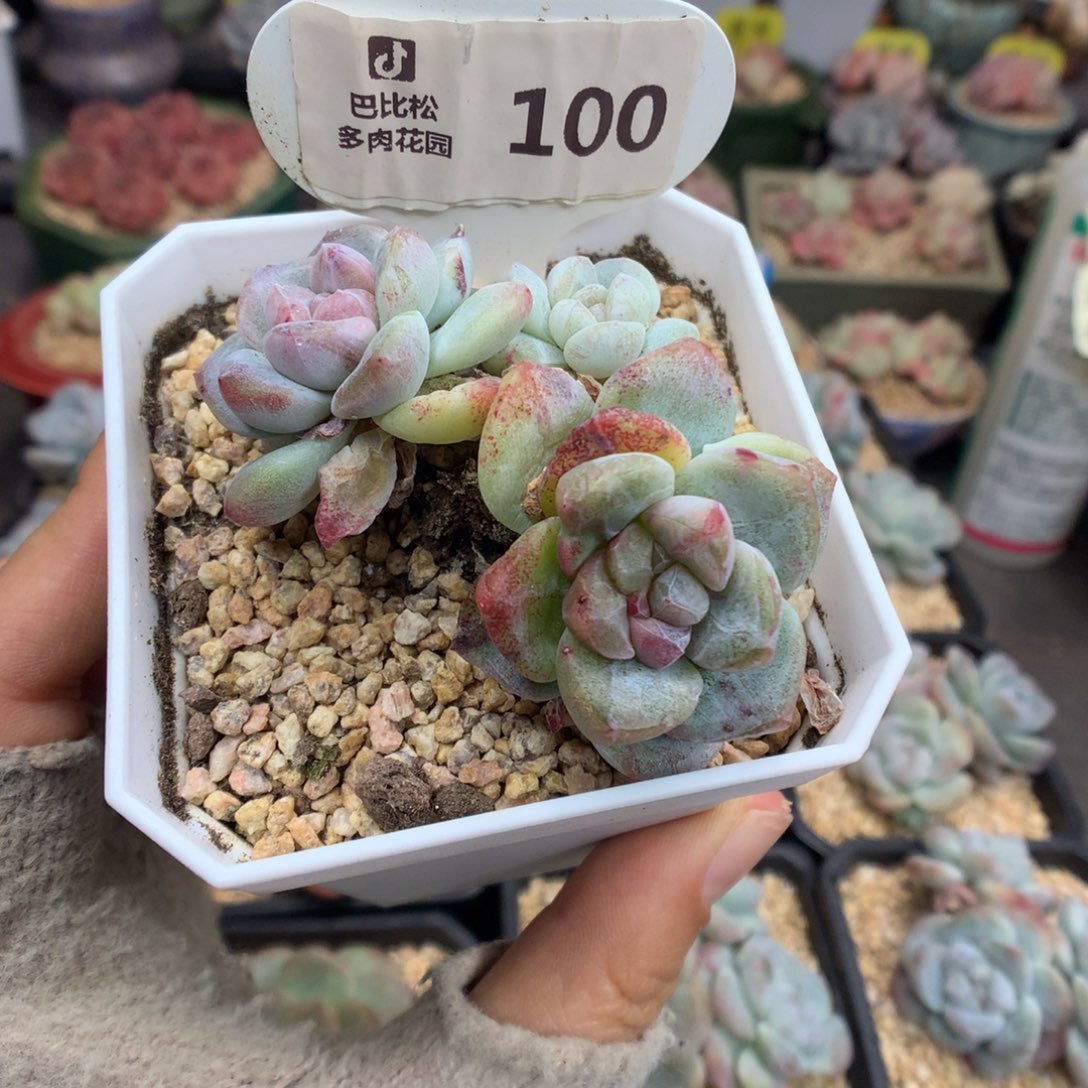 会***年100冰玉石化多肉植物