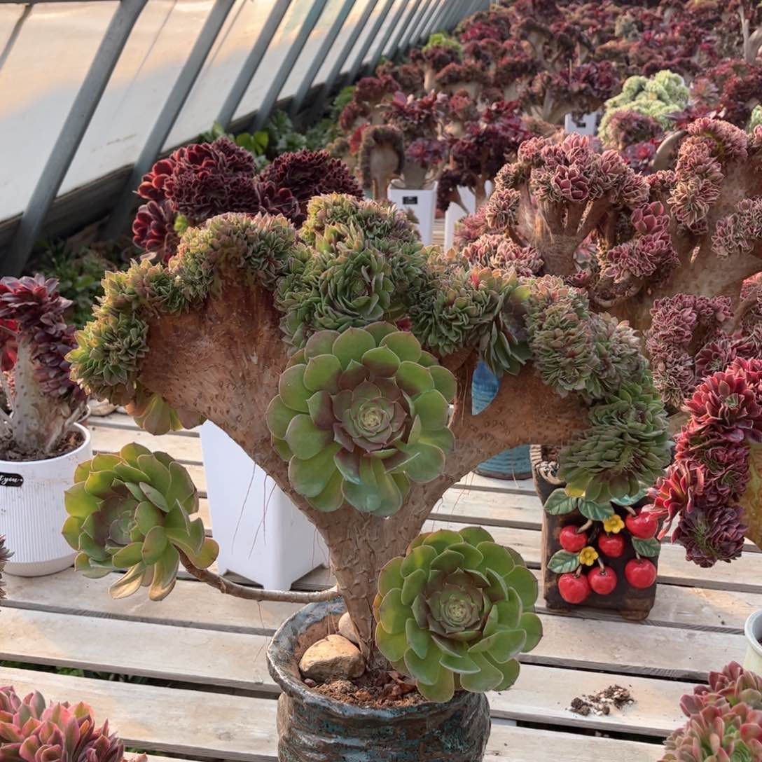 万圣节妖桩精品福利